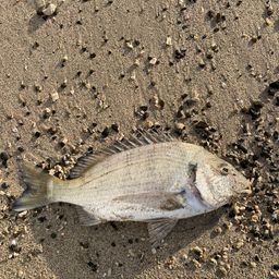 ミナミクロダイ