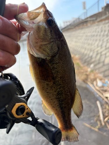 新川（霞ヶ浦）