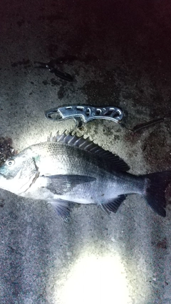 クロダイの釣果