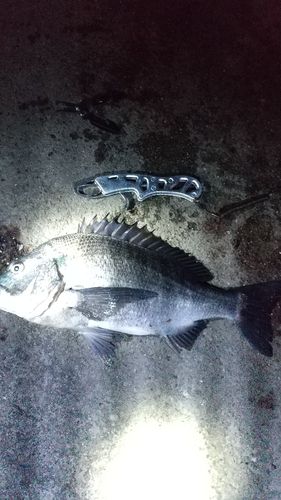 碧南海釣り公園
