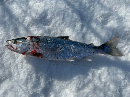 サクラマスの釣果