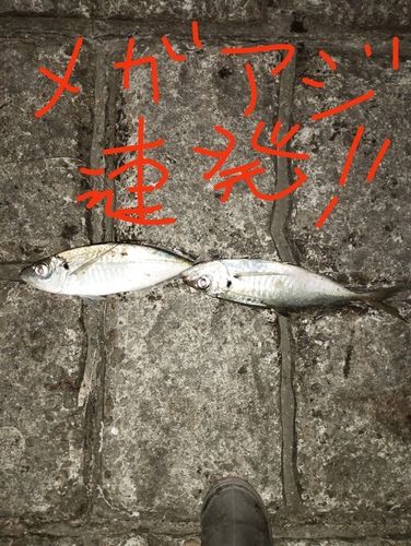 マアジの釣果