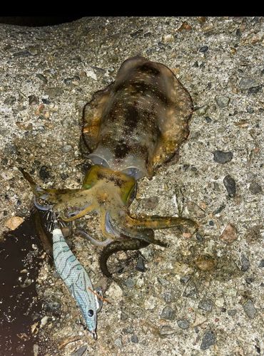 アオリイカの釣果