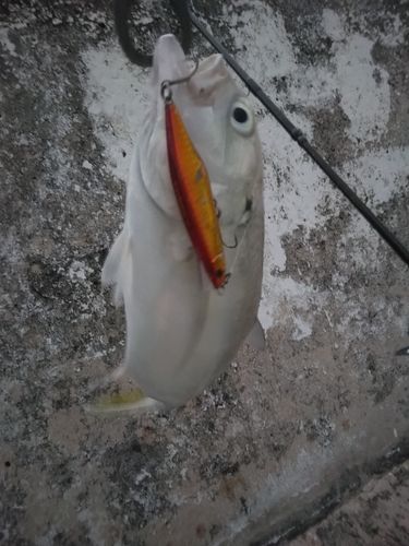 ギンガメアジの釣果