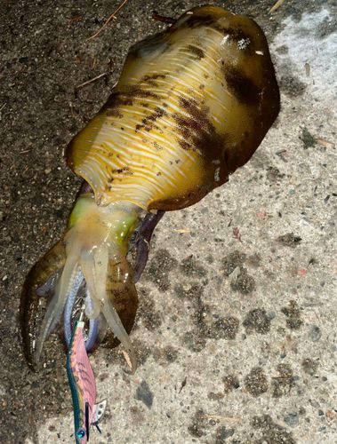 アオリイカの釣果