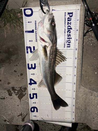 シーバスの釣果