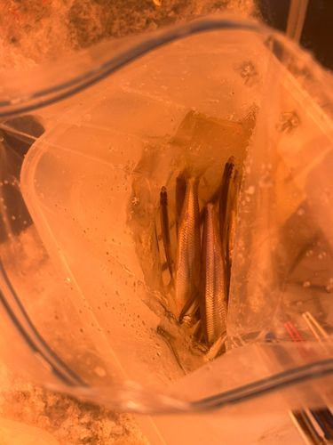 ワカサギの釣果