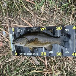 スモールマウスバス