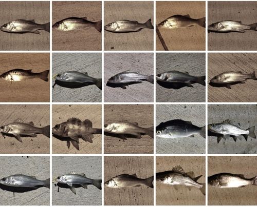 セイゴ（ヒラスズキ）の釣果