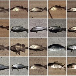 セイゴ（ヒラスズキ）