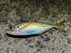 マアジの釣果