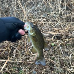 スモールマウスバス