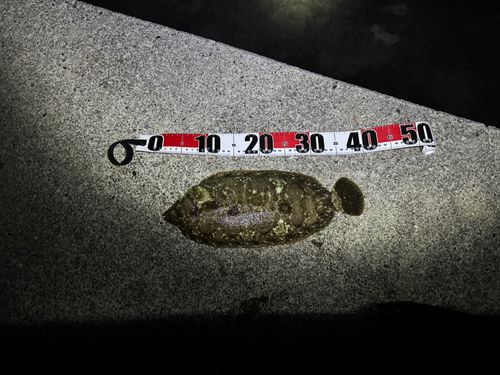 ナメタガレイの釣果