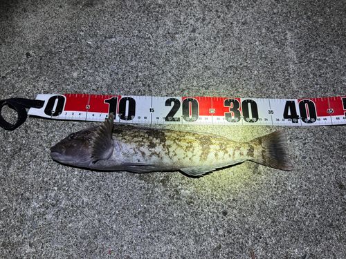 アイナメの釣果