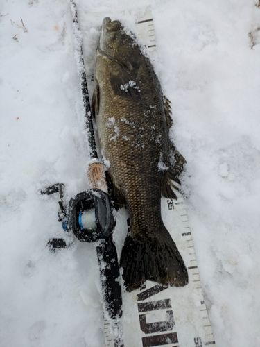 スモールマウスバスの釣果