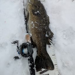 スモールマウスバス