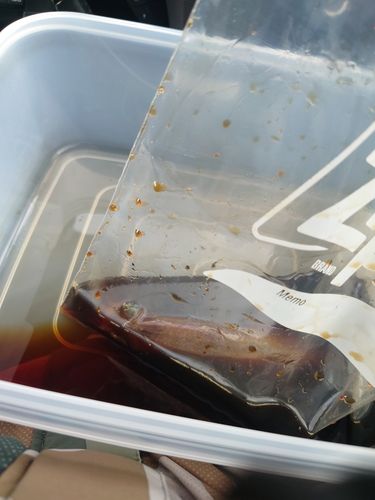 ヤリイカの釣果