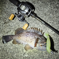 クロソイの釣果