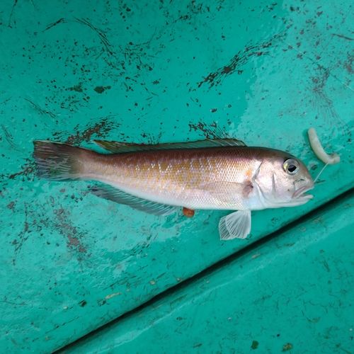 シロアマダイの釣果