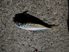 マアジの釣果