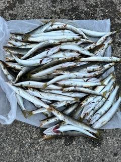 カマスの釣果