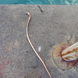 ダイナンウミヘビ