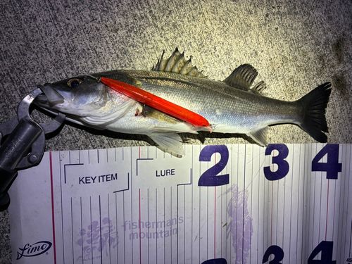 フッコ（マルスズキ）の釣果