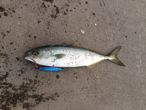 ワカシの釣果