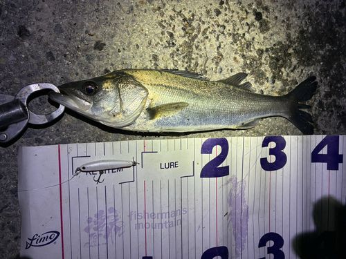 フッコ（マルスズキ）の釣果