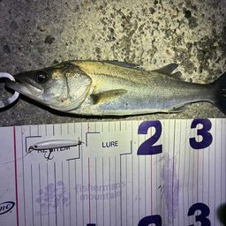 フッコ（マルスズキ）