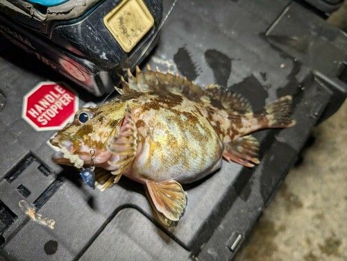 カサゴの釣果