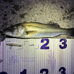 フッコ（マルスズキ）