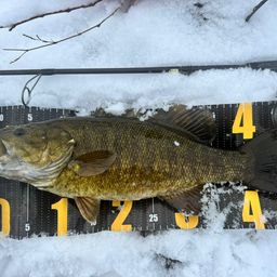 スモールマウスバス