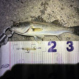 フッコ（マルスズキ）