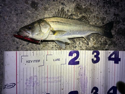 フッコ（マルスズキ）の釣果