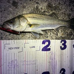 フッコ（マルスズキ）