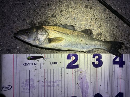 フッコ（マルスズキ）の釣果