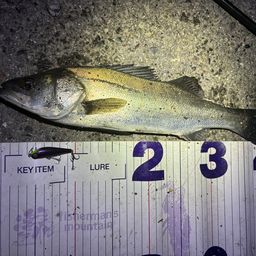 フッコ（マルスズキ）