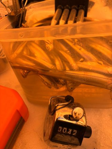 ワカサギの釣果