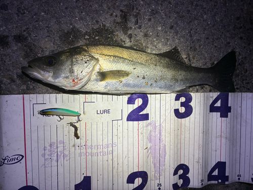 フッコ（マルスズキ）の釣果