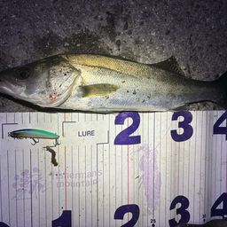 フッコ（マルスズキ）