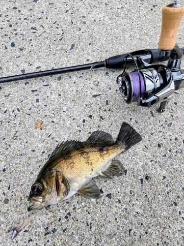 クロメバルの釣果