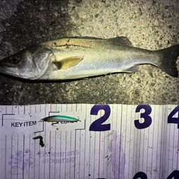 フッコ（マルスズキ）