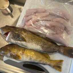 ショウサイフグ