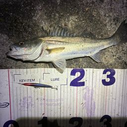 フッコ（マルスズキ）