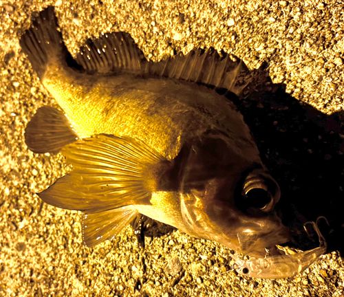 周防大島（屋代島）