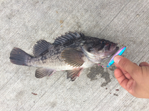 クロソイの釣果