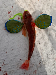 ホウボウの釣果