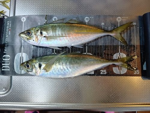 マアジの釣果