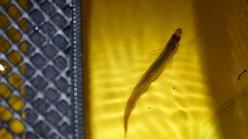 ワカサギの釣果